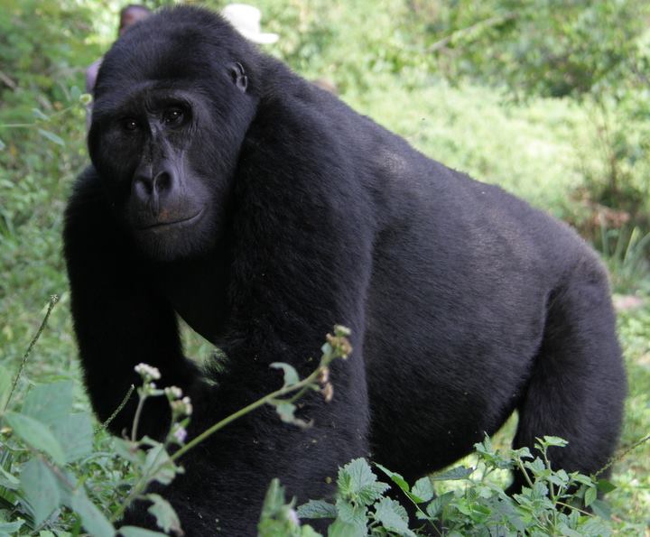 Gorilla