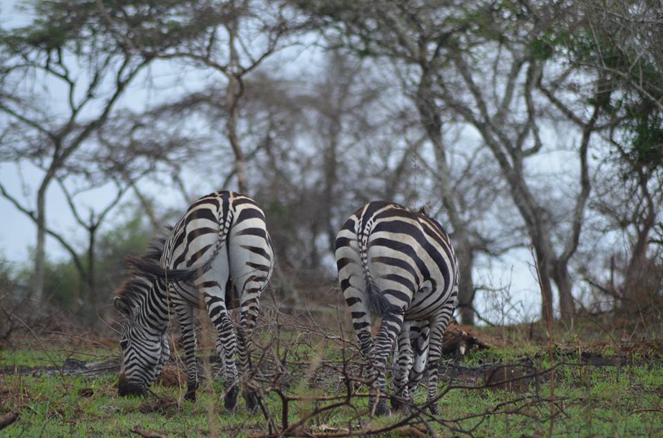 zebra-lake-mburo-2016