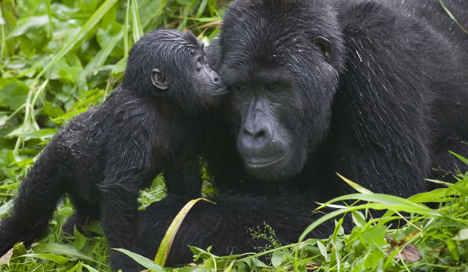 Gorillas at Bwindi Impenetrable National Park