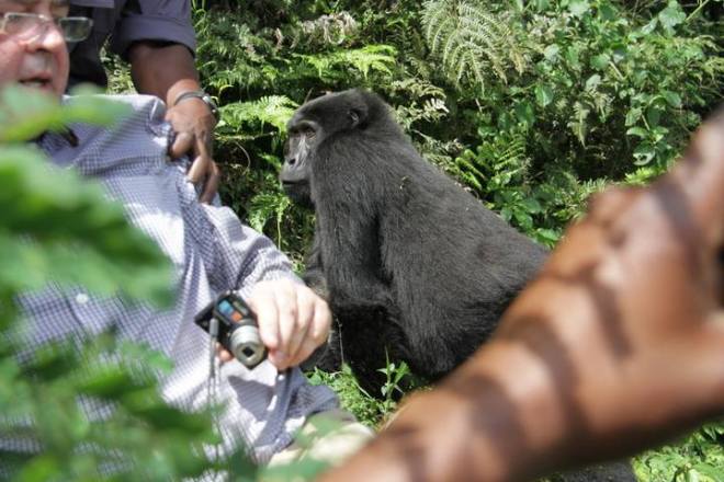 Wildlife Lakes Gorilla Tour